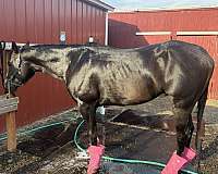 black-ranch-versa-horse