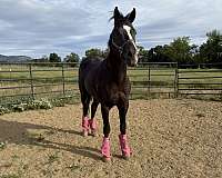 all-around-quarter-horse