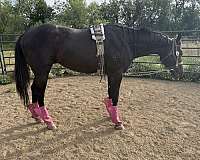 ranch-versa-stallion