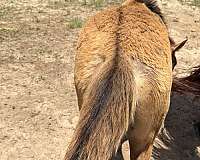 grulla-twhbea-filly