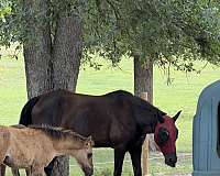 all-around-tennessee-walking-horse