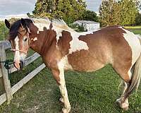 all-around-draft-horse