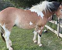 breeding-draft-horse