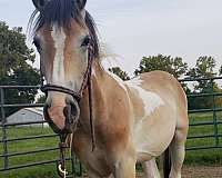 cross-draft-horse