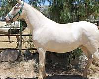 green-eyes-mare
