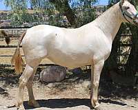 perlino-andalusian-horse
