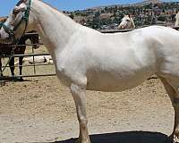 blue-eyes-andalusian-horse