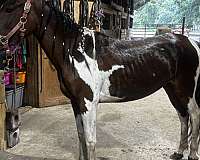 bay-white-paint-filly-mare