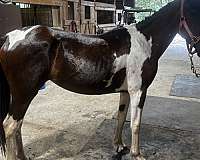 bay-white-cross-foundation-horse