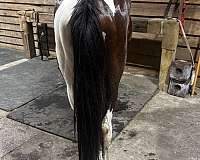 cross-foundation-filly-mare