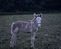 gypsy-vanner-filly