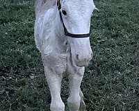gypsy-vanner-horse