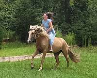 tobiano