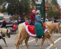 confirmation-spotted-saddle-horse