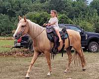 gaited-trail-riding-spotted-saddle-horse