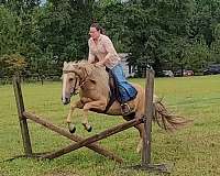 animals-spotted-saddle-horse