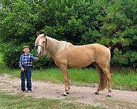 tobiano-spotted-saddle-mare