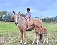 blue-roan-star-lh-sock-horse