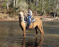 star-lh-sock-horse