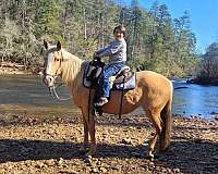 all-tennessee-walking-horse