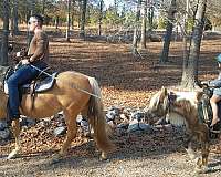 amazing-tennessee-walking-horse