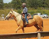 beautiful-tennessee-walking-horse
