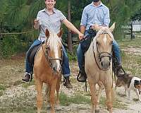 beautiful-gelding-tennessee-walking-horse