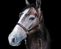 arristocrat-nappin-quarter-horse