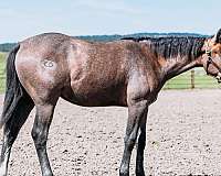 smart-aristocrat-horse