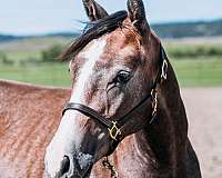 arristocrat-nappin-gelding