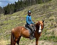 performance-belgian-draft-horse