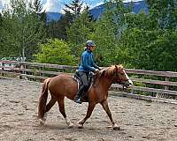 draft-mare