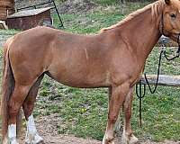 draft-horse-for-sale