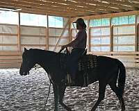 trained-working-morgan-horse