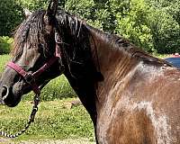 black-smokey-black-trained-working-horse
