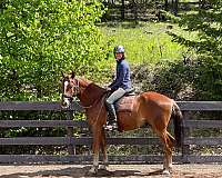 performance-trail-canadian-horse