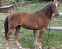 canadian-gelding