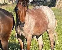 bay-roan-rode-horse