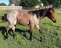 rode-filly