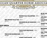 all-around-quarter-horse