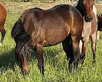 bay-st-horse