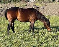 st-filly
