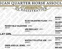 all-around-quarter-horse