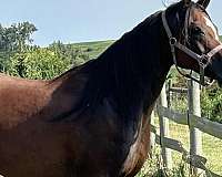 al-khamsa-mare-arabian-horse