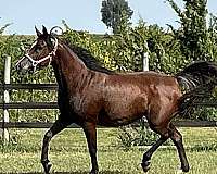 amaar-al-rayyan-arabian-horse