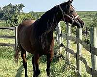 confirmed-arabian-horse