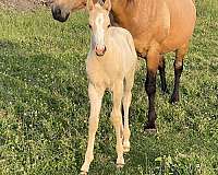barrel-quarter-horse