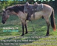 all-around-quarter-horse