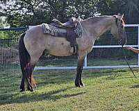 grulla-quarter-horse-gelding