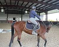 bay-companion-harness-horse